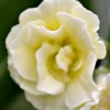 Auricula Honey - Abriachan Nurseries